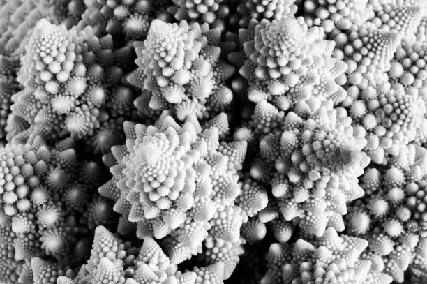 花椰菜的叶子和茎图片下载