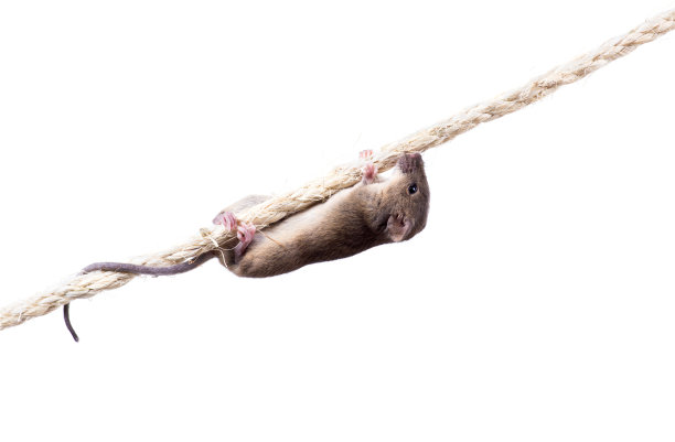 普通的家鼠(Mus musculus)挂在绳子上图片下载