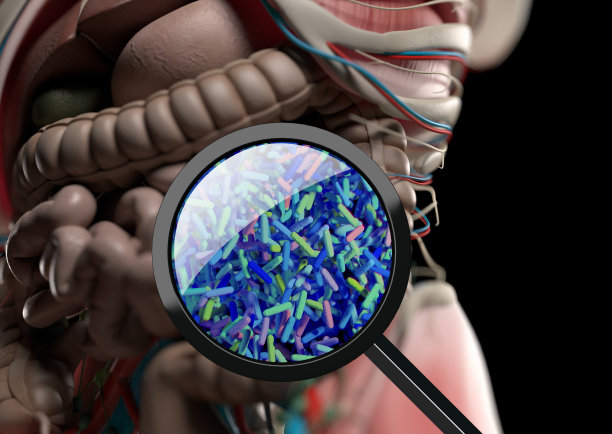 肠道细菌，微生物群3D图素材图片