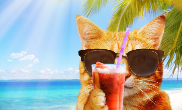 海滩上的猫素材图片