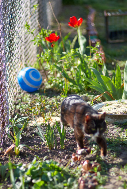花园花坛上有猫和蓝球图片下载