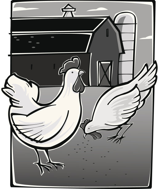 鸡农场图片下载