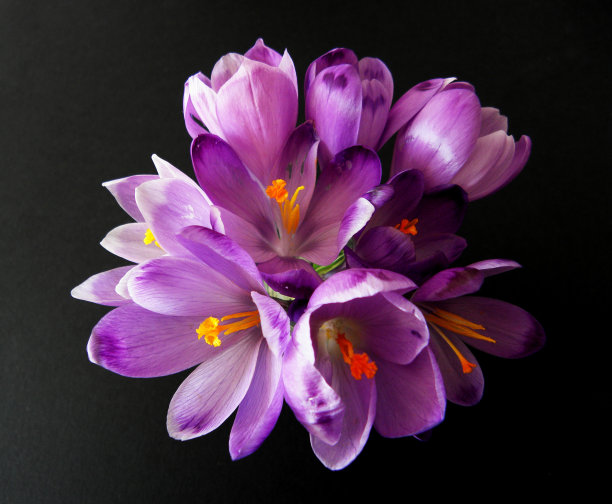 藏红花图片素材ID：165166204