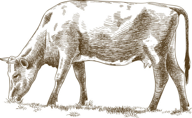 牛版画插画图片下载