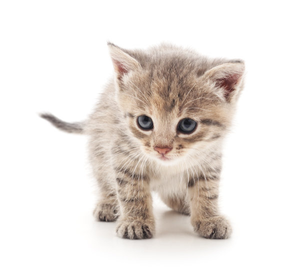 小猫。图片下载