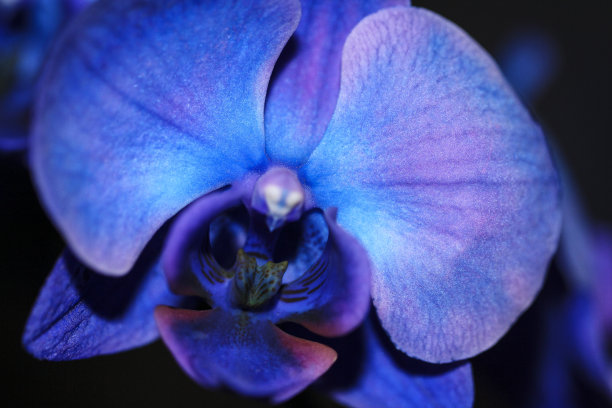 亮蓝色的兰花图片下载