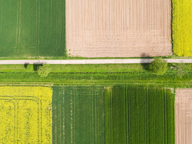 油菜花图片素材ID：165175006