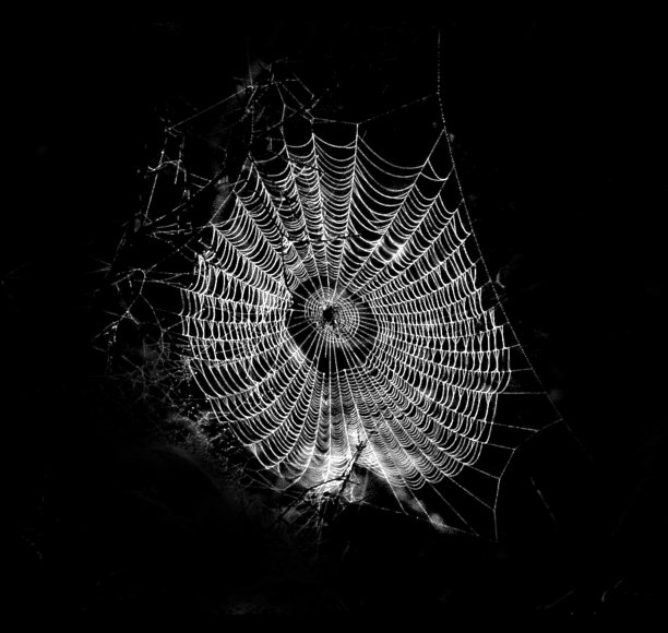 蜘蛛网图片下载