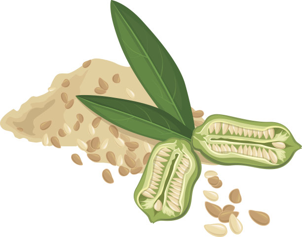 芝麻，水果，叶子，矢量插图图片下载