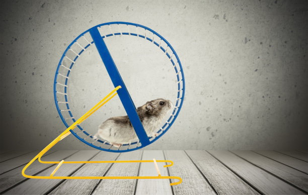 仓鼠。图片下载