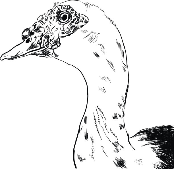 手绘鸭子矢量设置在白色的背景。图片下载