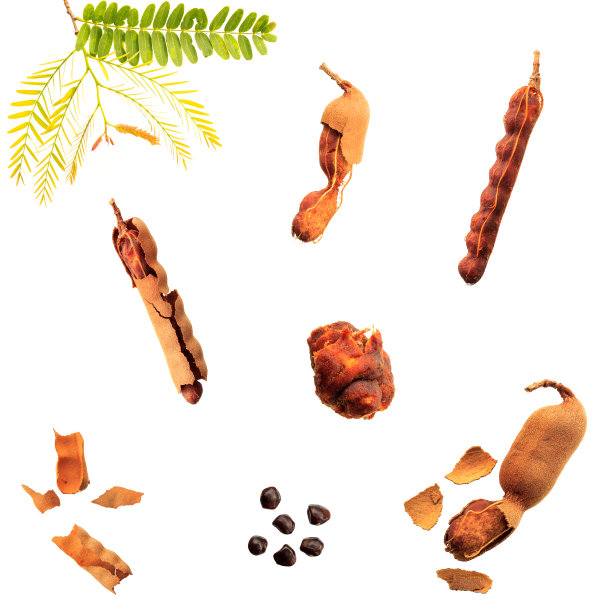 罗望子在白色的背景上图片下载