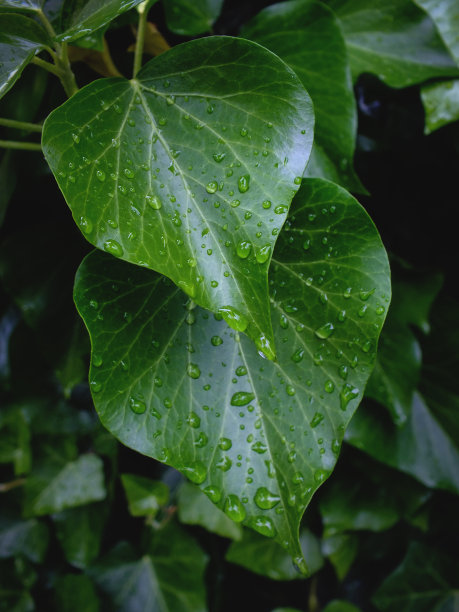 小雨打在树叶图片下载
