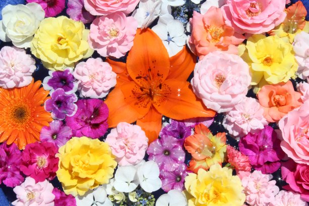 浮花明星图片下载