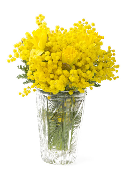 花束的含羞草和水仙花孤立在白色图片下载