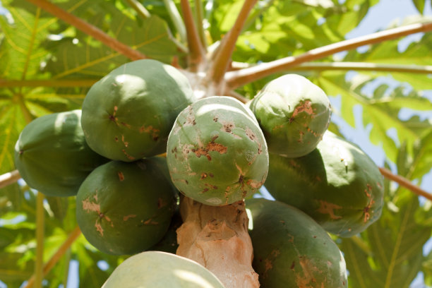 木瓜植物。图片下载