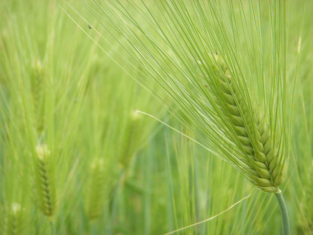 大麦的耳朵图片下载