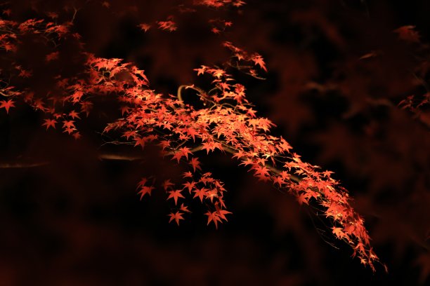 京都高雄的秋叶图片下载