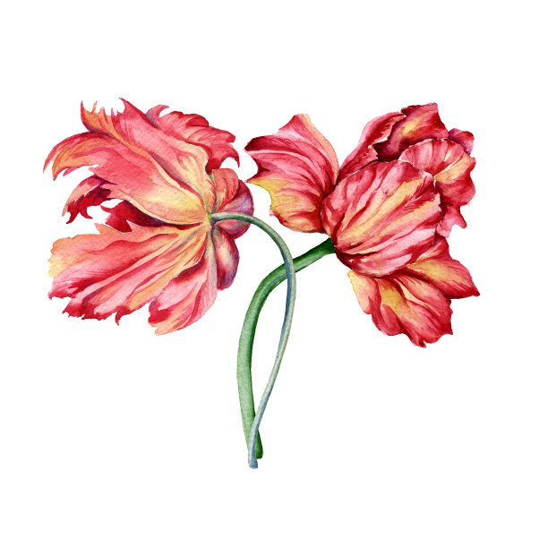 郁金香花苞水彩插画素材图片
