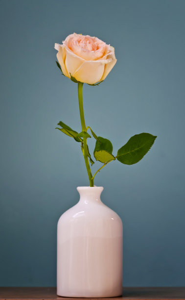 玫瑰在花瓶图片下载