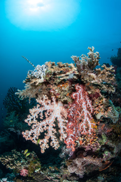 珊瑚礁上的软珊瑚图片下载