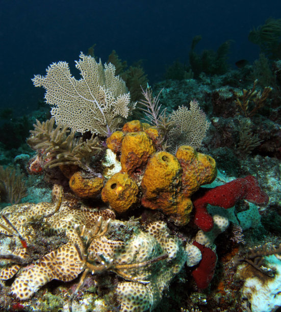 海洋中珊瑚的特写镜头图片下载