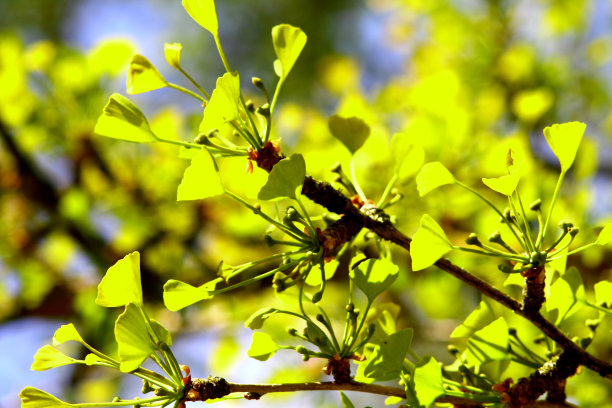 银杏嫩枝上嫩绿的初叶。素材图片