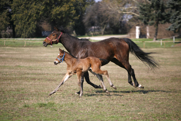 小马驹和母马一起在草地上奔跑图片下载