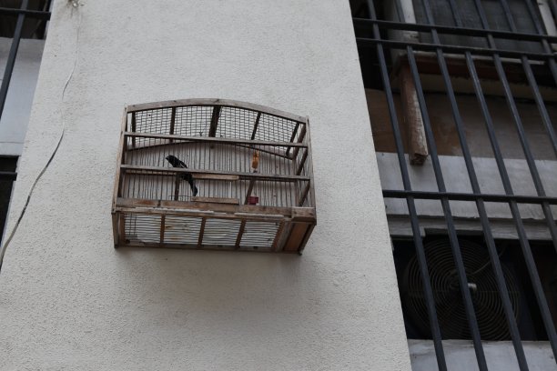 古巴鸟笼中的鸟图片下载