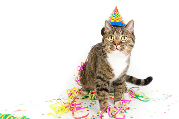 派对猫咪图片下载