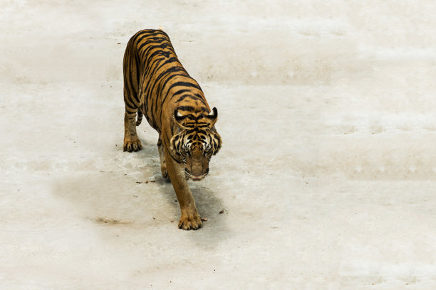 老虎孤立在白色。图片下载