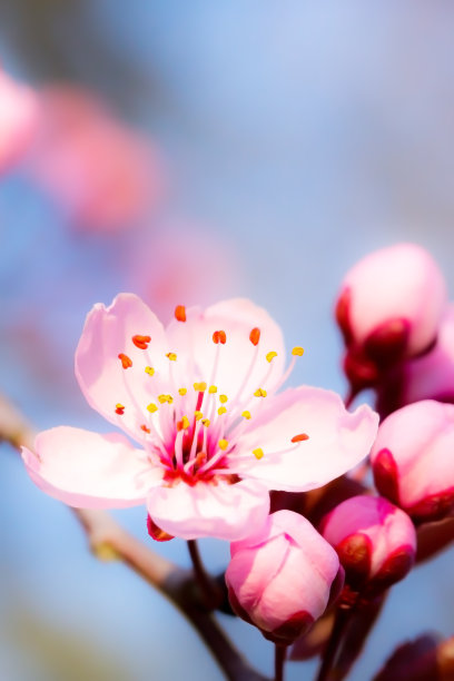 粉红色的樱花图片下载