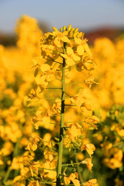 油菜籽花图片下载