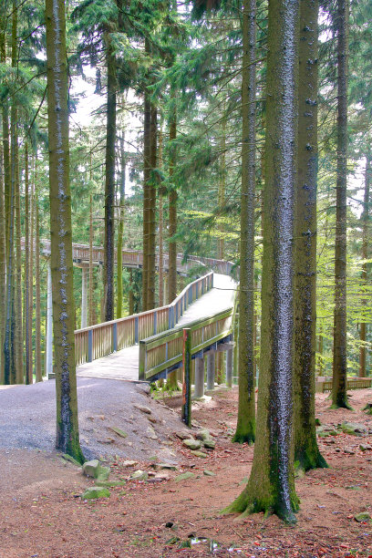 穿过森林的顶端。图片下载