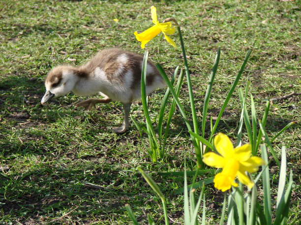 埃及小鹅和两朵水仙花图片下载