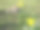 埃及小鹅和两朵水仙花图片下载