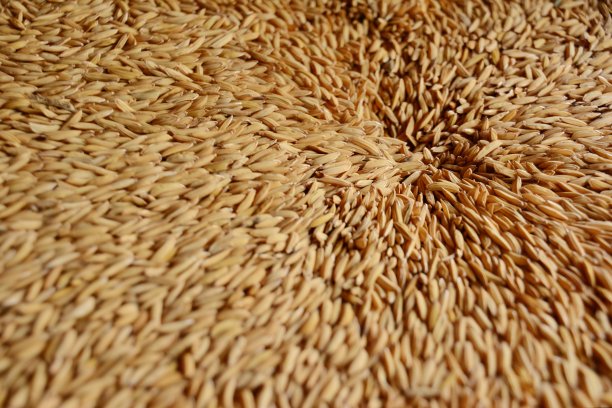 有机水稻图片下载