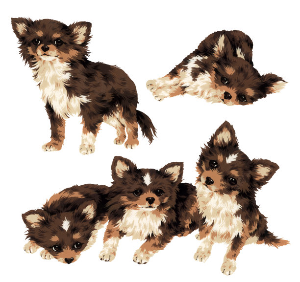 漂亮的狗图片下载