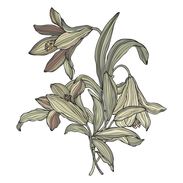 无缝图案与花百合图片下载