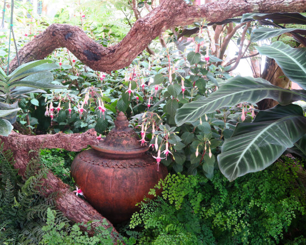 藏在花园里大树枝下的陶罐图片下载