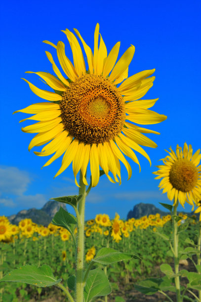 向日葵图片下载