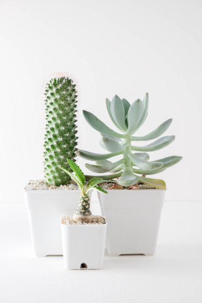 多肉或仙人掌在混凝土锅在架子上的白色背景和模拟相框照片图片下载