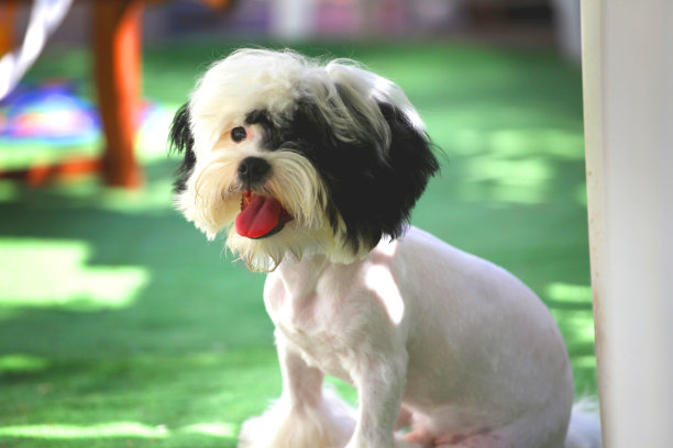 一个白色可爱的比雄的特写照片图片下载