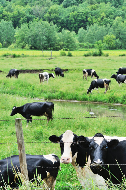 奶牛图片下载