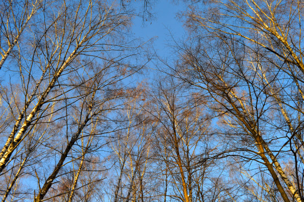 冬季森林图片下载