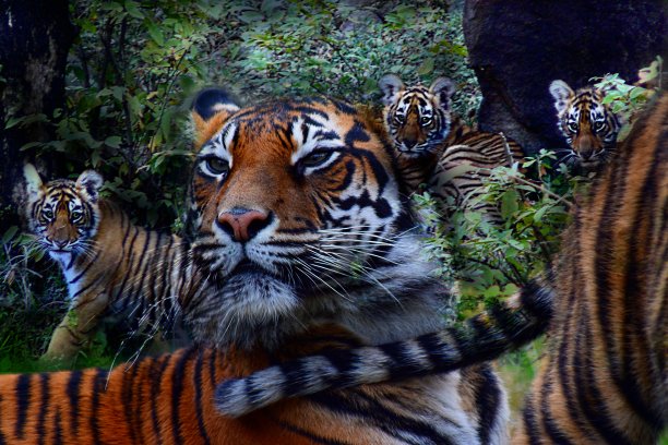 照顾幼崽概念多次暴露老虎图片下载