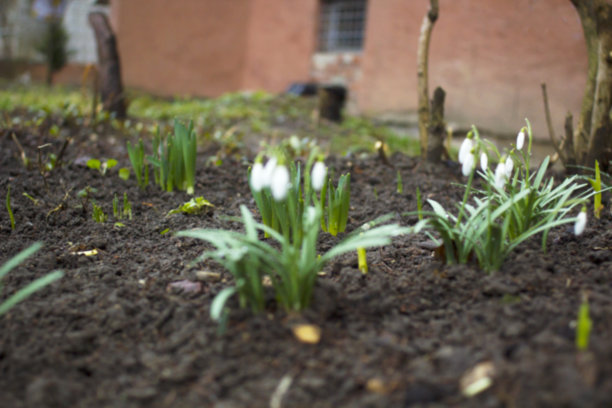 模糊的白色雪花莲在露珠生长在花园里。模糊桂兰白色的花图片下载