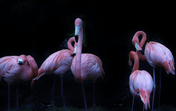 火烈鸟素材图片