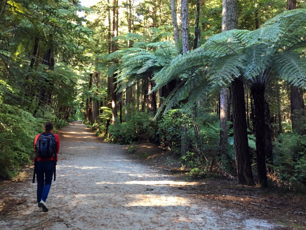 在新西兰巨大的红木森林里，妇女旅行和徒步旅行图片下载
