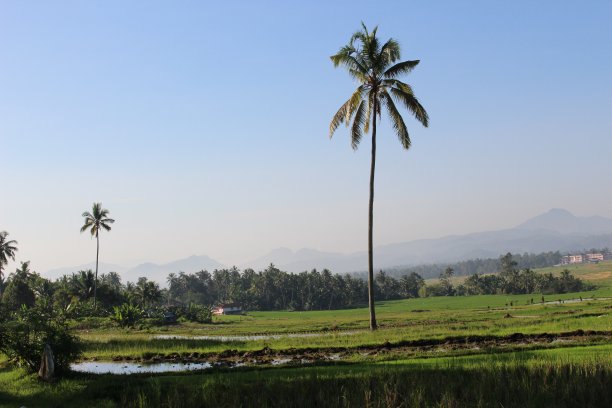 椰子树站图片下载